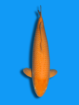 Karashigoi | Koi&Co.